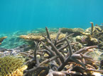 coral snorkel in okinawa