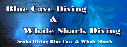 Blue Cave Diving & Whale Shark Diving in OKINAWA