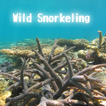 snorkel in okinawa