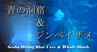 青の洞窟ダイビングジンベイザメダイビング